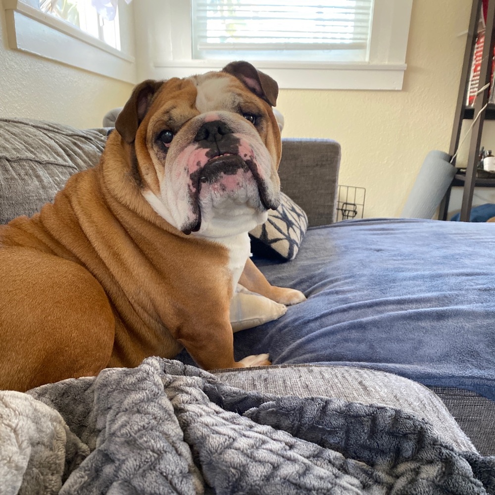 Meet your Posher, Kali